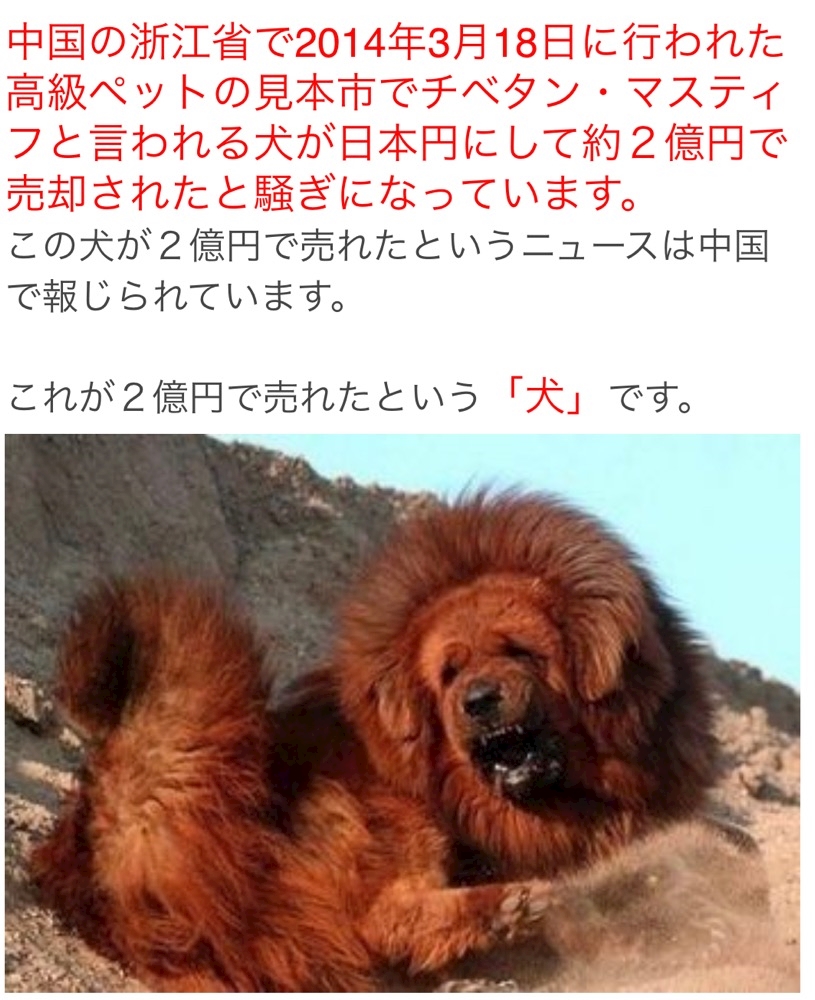 犬 やよママ New All ニューオール 川崎駅前のラウンジ パブ ポケパラ 犬 やよママ New All ニューオール 川崎駅前のラウンジ パブ ポケパラ