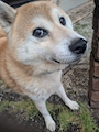 chiko