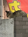 chiko