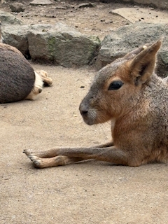 さゆり