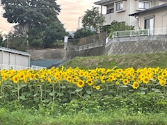 のの