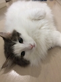chiko