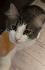 chiko