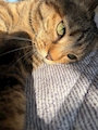 chiko