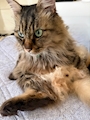 chiko