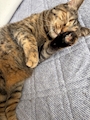 chiko