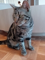 chiko