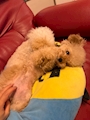 chiko