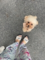 chiko