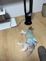 chiko