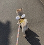 chiko