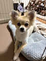chiko