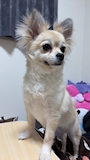 chiko