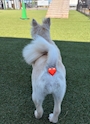 chiko