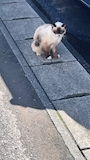 chiko