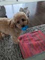 chiko