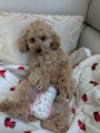 chiko