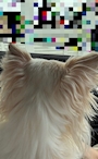 chiko