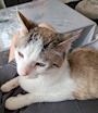 chiko