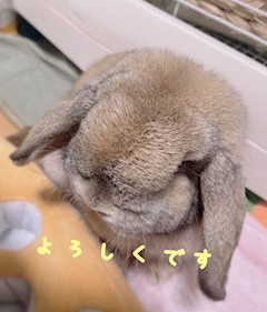 みさ「🐰🌷」
