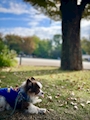 chiko