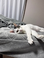 chiko