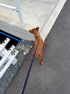 かおる