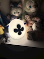 chiko