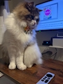 chiko