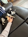 chiko