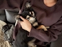 chiko