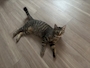 chiko