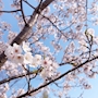 新着ブログ 花粉以外は