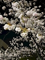 新着ブログ なんの花だろう