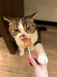 はな「猫カフェの推しネコちゃん🐱」