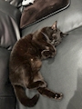 chiko