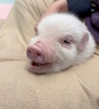 新着ブログ 🐖🐖🐖