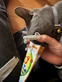 chiko