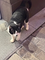 chiko