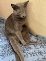 chiko