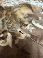 chiko