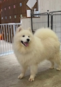 chiko