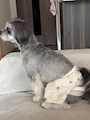 chiko
