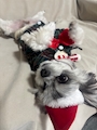 chiko