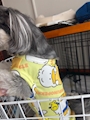 chiko
