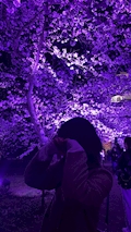 あげは