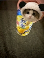 chiko