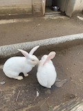 ゆず