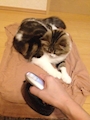 chiko