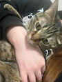 chiko